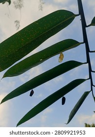 Vertical macro view detailing three separate chrysalises sheltering under green leaves. The topmost casing is light tan and hollow, while the remaining two pupae appear black and unhatched.