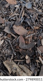 Vertical Macro View of Forest Ground with Spiky Seeds and Bark
A vertical high-angle macro shot highlighting the rich texture of a dark forest floor, filled with dry fallen leaves, thick wood bark, brittle twigs, and tiny spiky round seed pods.