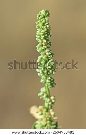 Vertical macro view of a slender green flowering spike, densely packed with minute, immature green flowers or seed capsules, typical of a weed like Fat-hen (Chenopodium sp.).