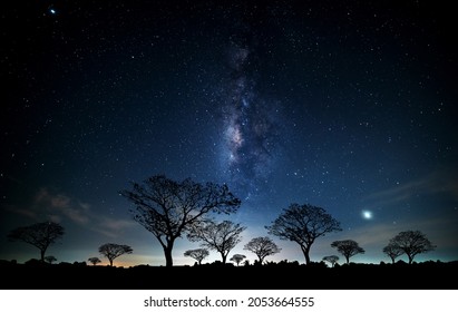 Vertikale Milchstraße mit Sternen, Silhouettenbaum in Afrika.Tree silhouetted gegen eine untergehende Sonne.Dunkler Baum auf offenem Feld dramatische blaue Nacht.Typische afrikanische Nacht mit Akazienbäumen in Masai Mara, Kenia.