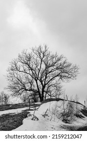Vertical monochrome photo of tree silhouette at grey sky background. Black and white winter tree. Monochromatic tree at snowy hill. Countryside single sapling at winter