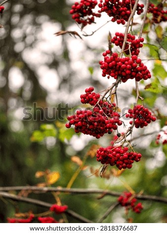 A vertical nature background featuring rowan berries growing on a branch. Large clusters of rowan berries are positioned at an angle against the forest background. Copy space.