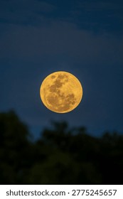 A vertical night shot capturing the celestial beauty of a full moon with a natural framing of trees, evoking a peaceful and serene nighttime atmosphere