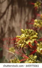 Vertical orientation of a bundle of blossoms on a Bird of Paradise bush, with an adobe wall with shadow patterns in the background