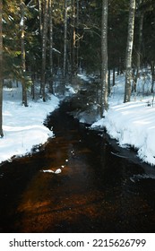 Vertical Outdoor Picture Of Wild Stream Flowing Through Winter Forest Among Trees And Snowdrifts, Running Slowly Showing Brown Ground Underneath Water. Exploration Of New Route, No People