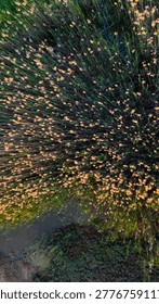 Vertical overhead perspective showing the tips of dense tall reeds dramatically reaching out into an unseen dark muddy wetland water body.
