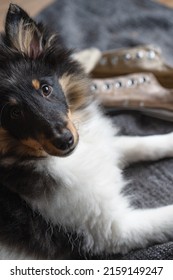 A Vertical Overhead Portrait Of A Cute Sheltie