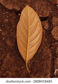 Vertical overhead view of the underside of a dry jackfruit leaf showing detailed vein structure on red brown ground background.