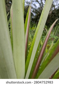 Vertical Pattern of Long Pineapple Plant Leaves. A close-up macro shot of long, sword-like pineapple or bromeliad leaves growing vertically with fine parallel vein textures. Perfect for clean organic backgrounds, minimalist nature patterns, and tropical agriculture illustrations.