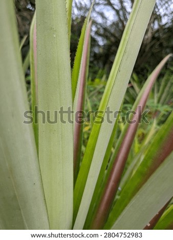 Vertical Pattern of Long Pineapple Plant Leaves. A close-up macro shot of long, sword-like pineapple or bromeliad leaves growing vertically with fine parallel vein textures. Perfect for clean organic backgrounds, minimalist nature patterns, and tropical agriculture illustrations.