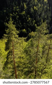 Vertical perspective looking down from a high vantage point onto a thick evergreen forest valley with prominent pine trees in the foreground.