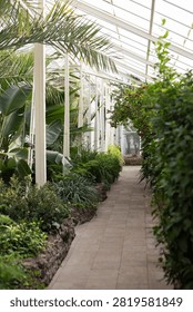 Vertical perspective view of a clean paved walkway inside a sunlit glasshouse greenhouse filled with lush green tropical palm trees and exotic plants.