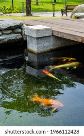 Vertical Photo Of Beautiful Koi Fish Tank In The Garden