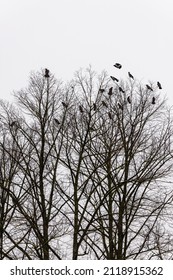 Vertical photo of bevy crows roosting in winter forest. Jackdaws perched on top of the tree branches. Group of ravens roosting in winter park at grey rainy day.   - Shutterstock ID 2118915362