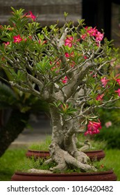 Vertical Photo Of A Bonsai Tree With Beautiful Fuchsia Flowers In The Gardens Of The Royal Palace Of The Ancient Imperial City Of Hue, Vietnam