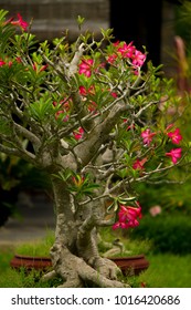 Vertical Photo Of A Bonsai Tree With Beautiful Fuchsia Flowers In The Gardens Of The Royal Palace Of The Ancient Imperial City Of Hue, Vietnam