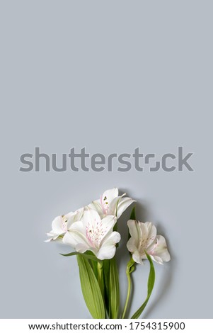 Similar – White flowers on white