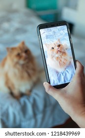 Vertical Photo Of A Cat In The Screen Phone