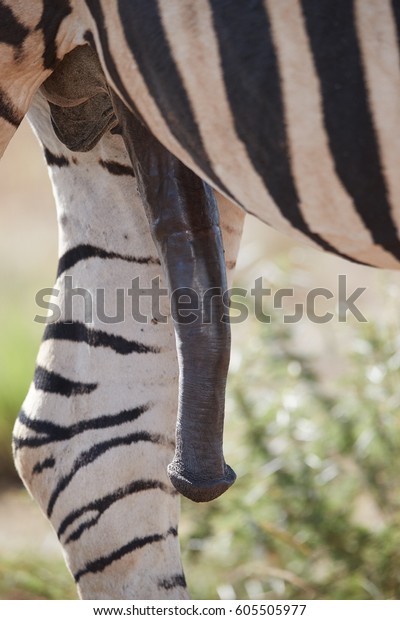 Penis size zebra The Rare
