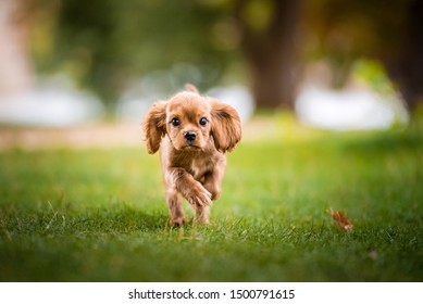 Vertical Photo Of Cute Focused Light Brown Puppy Female Dog Running On The Grass Stare Forward With Blurred Park At Summer Bright Day