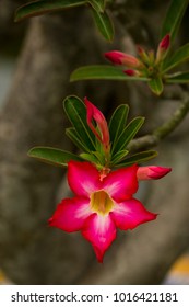 Vertical Photo Of Fuchsia Flowers With Star Shape Of A Bonsai Tree In The Gardens Of The Royal Palace Of The Ancient Imperial City Of Hue, Vietnam