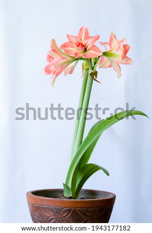 Vertical photo of Hippeastrum puniceum flower in the pot, white background.