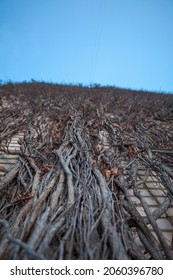 Vertical Photo Of Long And Thin Tree Roots On A House.