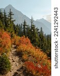 Vertical Photo of lush high mountain altitude huckleberry bushes, shrubs, and massive conifer trees on trail in the North Cascades National Park in Northern Washington State United States of America.