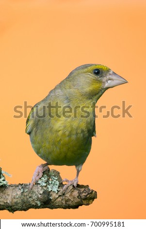 Similar – Beautiful yellow and grey canary