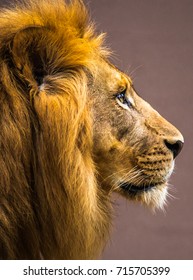 Vertical Photo Of A Male Lion Head In Profile