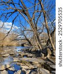 Vertical photo of the Middle Fork of Beargrass Creek in Cherokee Park, Louisville, Kentucky, in winter. Limestone and shale rocks visible.