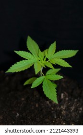 Vertical Photo Of Small Cannabis Plant Growing In The Ground Seen From Above