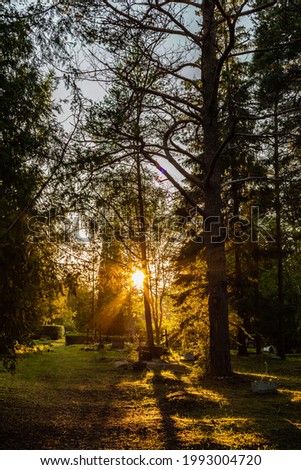 Vertical photo of sun setting in European countryside cemetery surrounded with pine trees in Kärdla, Hiiumaa, Estonia. Metal crosses and graves in graveyard when sun is low and orange