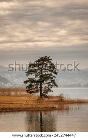 Vertical photo of a tree in sunset at shore line of lake Zurich