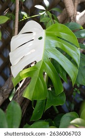 Vertical photo of Tropical Variegated Monstera Leaf in Natural Garden Setting – Split Green and White Fenestrated Foliage Close-Up on Climbing Vine with Wooden Trellis Background