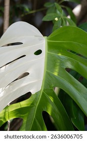Vertical photo of Tropical Variegated Monstera Leaf in Natural Garden Setting – Split Green and White Fenestrated Foliage Close-Up on Climbing Vine with Wooden Trellis Background