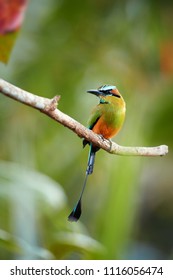 Vertical Photo Of Turquoise-browed Motmot, Eumomota Superciliosa, Tropical Bird With Racketed Tail Perched On Twig Against Blurred Rainforest. National Bird Of El Salvador And Nicaragua. Costa Rica.