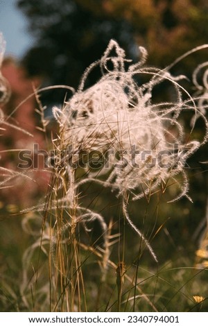 Vertical photo of a white pink fluffy plant with tentacles from a meadow.