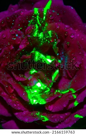 vertical photo without focus, abstraction, rose flower illuminated by laser