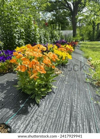 Vertical Photo of a young orange Pansy Flower bush in front of other pansies growing in a tarp garden outside