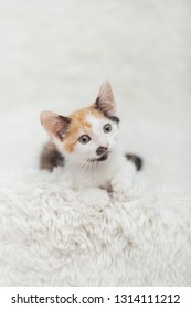 Vertical Photograph Of A Small Six Week Old White Calico Kitten Looking To The Side And At Camera, Laying On A White Shag Rug.