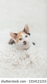 Vertical Photograph Of A Small Six Week Old White Calico Kitten Looking At Camera, Laying On A White Shag Rug.