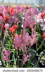 Vertical photos of a pink Kangaroo Paw flowers