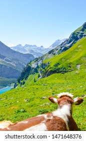 Vertical picture of brown white cow lying on the hills by Oeschinen Lake in Switzerland. Swiss summer. Switzerland landscape, Swiss Alps. Turquoise lake. Cows. Amazing nature. Tourist places