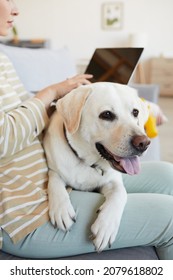 Vertical Portrait Of Big While Dog Lying In Lap Of Young Woman Working From Home And Using Laptop