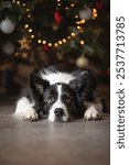 Vertical Portrait of Border Collie with Decorated Christmas Tree Background. Cute Black and White Dog Lies Down on Floor Indoors in December.