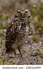 Vertical Portrait Of Bright Eyes, Plumage, And Long Legs Of Alert Burrowing Owl Near Burrow Hole In Cape Coral, Florida, USA