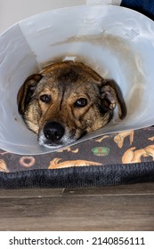 vertical portrait of a brown dog with an Elizabethan collar resting on his bed after an operation