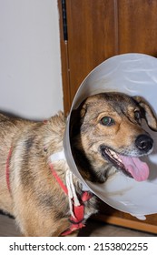 vertical portrait of a brown dog wearing an Elizabethan collar to protect it from a surgical operation