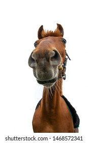 vertical portrait of brown horse on white background